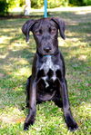 Liberty the Catahoula Puppy