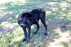 Liberty the Catahoula Puppy