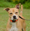 Tom the Little Lab Mix