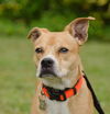 Tom the Little Lab Mix