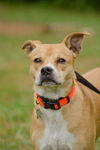 Tom the Little Lab Mix
