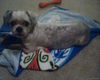Angelina the Shih Tzu