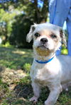 Angelina the Shih Tzu