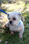 Angelina the Shih Tzu