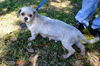 Angelina the Shih Tzu