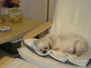 Angelina the Shih Tzu