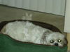 Angelina the Shih Tzu
