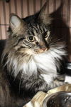 Zoey the Maine Coon