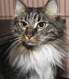 Zoey the Maine Coon