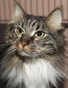 Zoey the Maine Coon