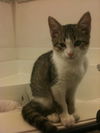 Wendell the Cotton Fur Kitten