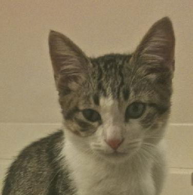 Wendell the Cotton Fur Kitten