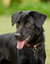 Koda the Soulful Puppy