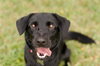 Koda the Soulful Puppy