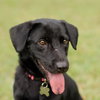 Koda the Soulful Puppy