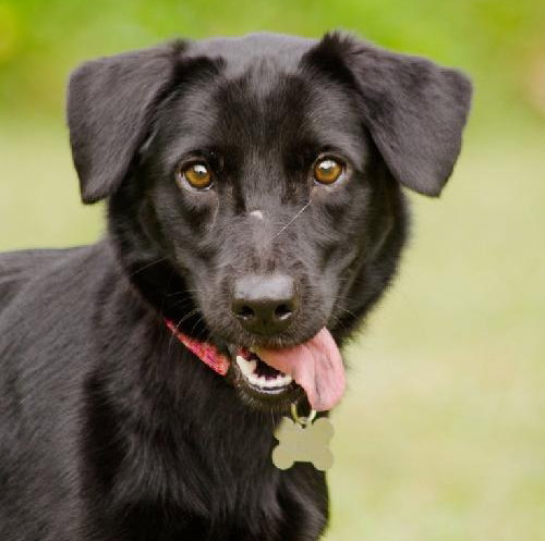 Koda the Soulful Puppy