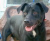 Nitro the Lab