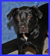 Nitro the Lab