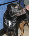 Nitro the Lab