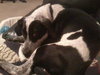 Carlton the Pointer
