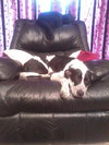 Carlton the Pointer