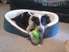 Carlton the Pointer