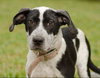 Carlton the Pointer