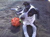 Carlton the Pointer