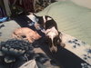 Carlton the Pointer