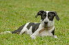 Carlton the Pointer