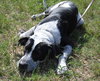 Carlton the Pointer