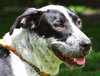 Carlton the Pointer