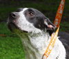 Carlton the Pointer