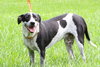 Carlton the Pointer