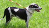Carlton the Pointer