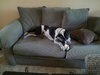 Carlton the Pointer