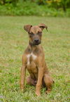 Greaux the Lab/hound Puppy