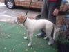 Timber the Bull-Lab