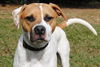 Timber the Bull-Lab