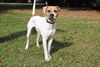 Timber the Bull-Lab