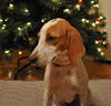 Norville the Sweet Beagle