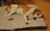 Norville the Sweet Beagle