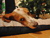 Norville the Sweet Beagle