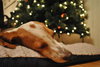 Norville the Sweet Beagle