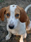 Norville the Sweet Beagle