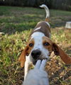 Norville the Sweet Beagle
