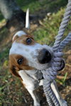 Norville the Sweet Beagle