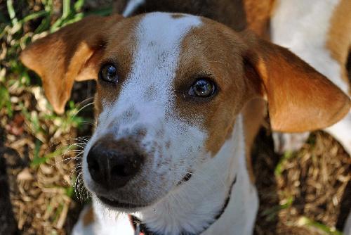 Norville the Sweet Beagle