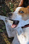 Norville the Sweet Beagle
