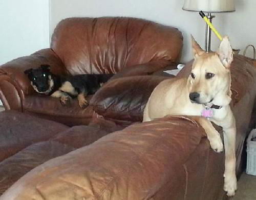 Necee the Shepherd/Lab Puppy
